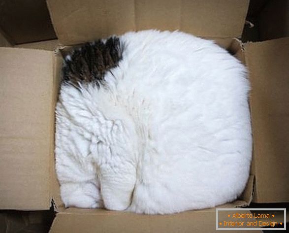 Кішка в картонній коробці
