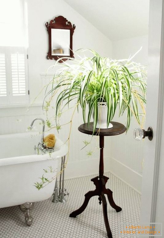 Прикраса ванною кімнатними рослинами