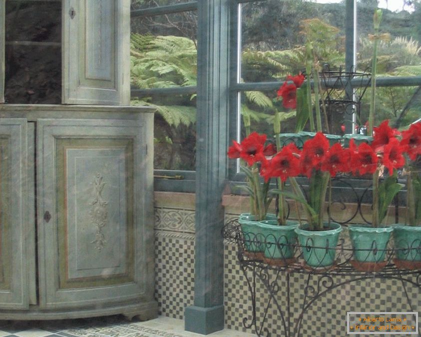 Гіппеаструм - популярне цибулинна рослина з красивими квітами