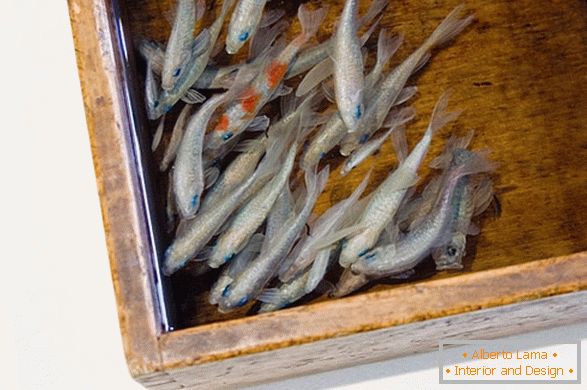 Незвичайні зображення риб від художника Ріусуке Факехорі