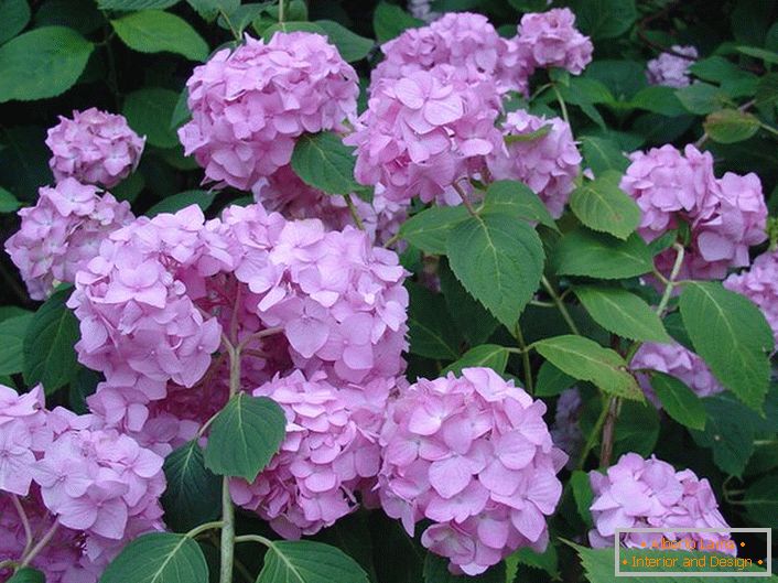 Блідо-фіолетові квіти гортензії крупнолістной прикрасять будь-який сад.