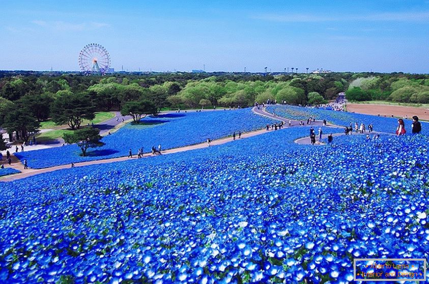 Зачаровує квіткові поля в Японському парку