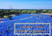 Гіпнотичні блакитні поля в парку Хітачі-Сісайд, Японія