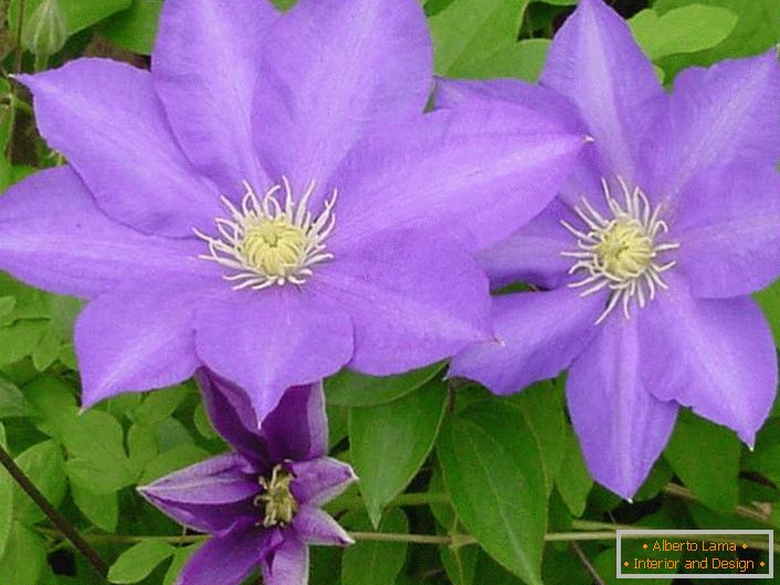 Блідо-фіолетові квіти клематиса General Sikorski.