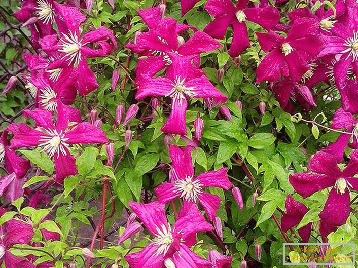 Красиве поєднання темно-рожевих квітів і ніжної зелені листя щільно обплітають сітку рабицю клематиса Madam Julia.