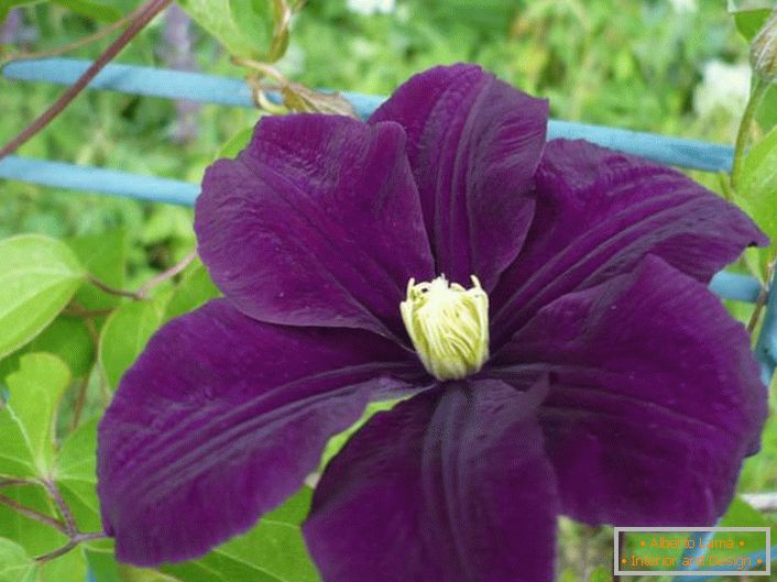 Оксамитовий темно-фіолетова квітка клемантеса Варшавська ніч.