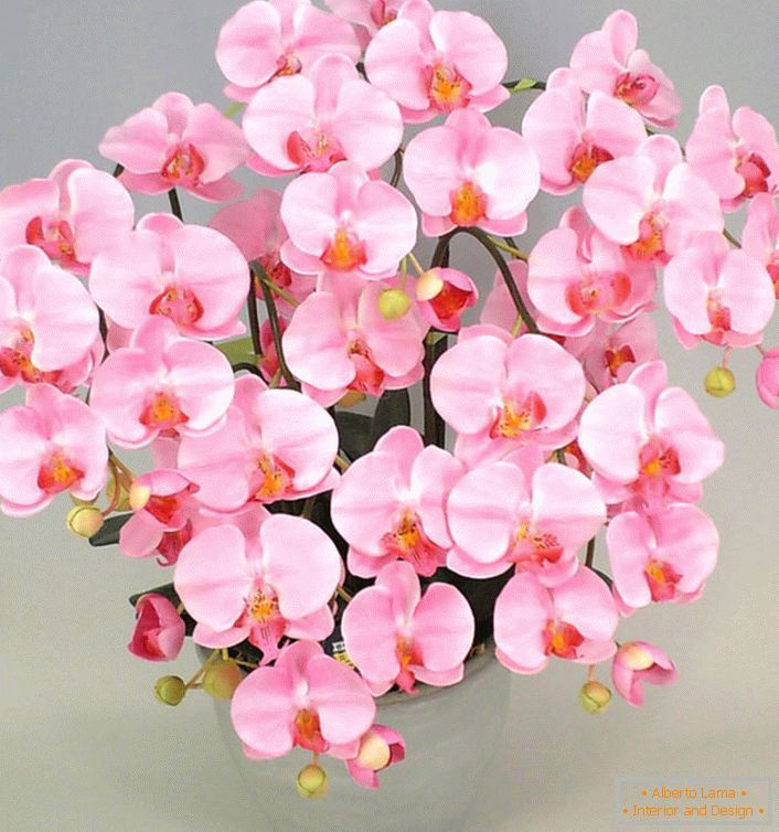 рожева орхідея