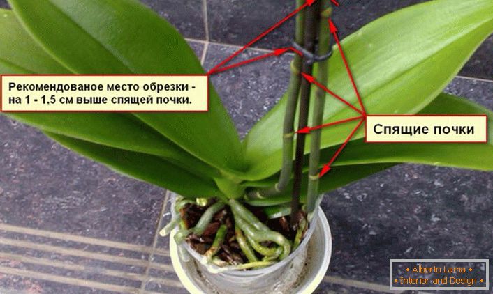 Рекомендації по обрізки куща орхідеї.