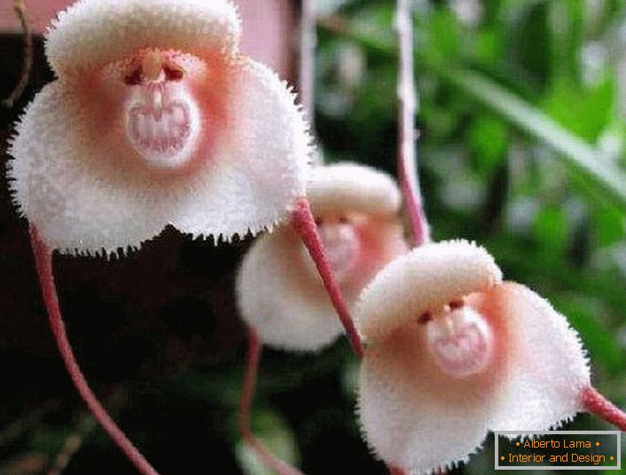 Орхідея з берегів Амазонки