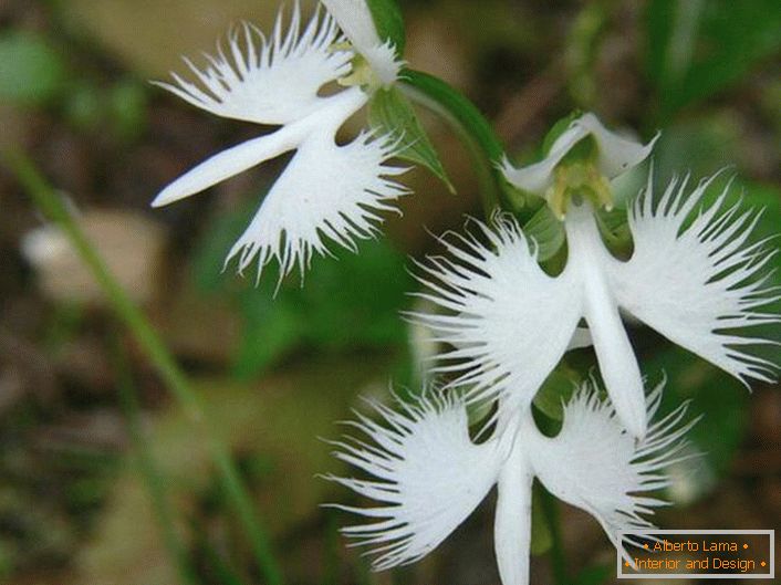 Дивно незвичайна квітка нагадує білого лелеки. Орхідея японська.