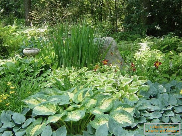 Тінистий ділянка саду при грамотному виборі чагарників, порадує соковитим зеленим острівцем і спокійними фарбами квітів.