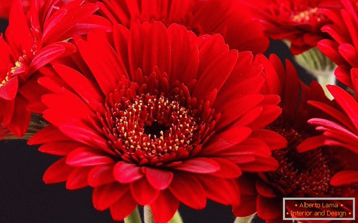 Яскраво-червоні квіти гербери
