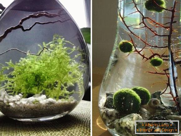Кімнатні рослини - водорості