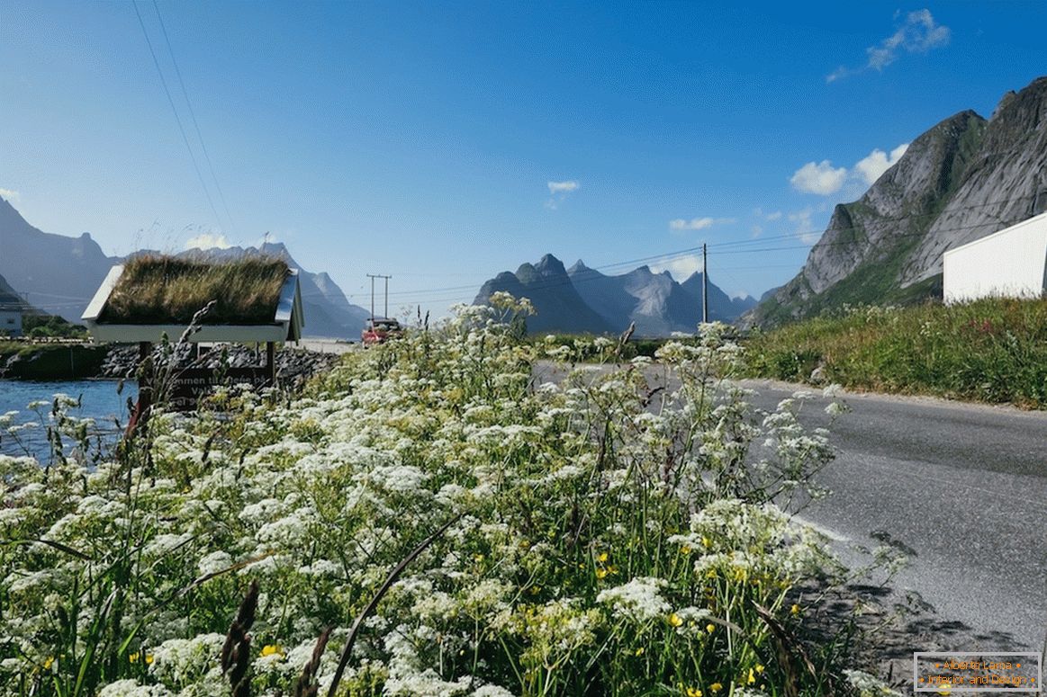 Красиві квіткові поля в Норвегії