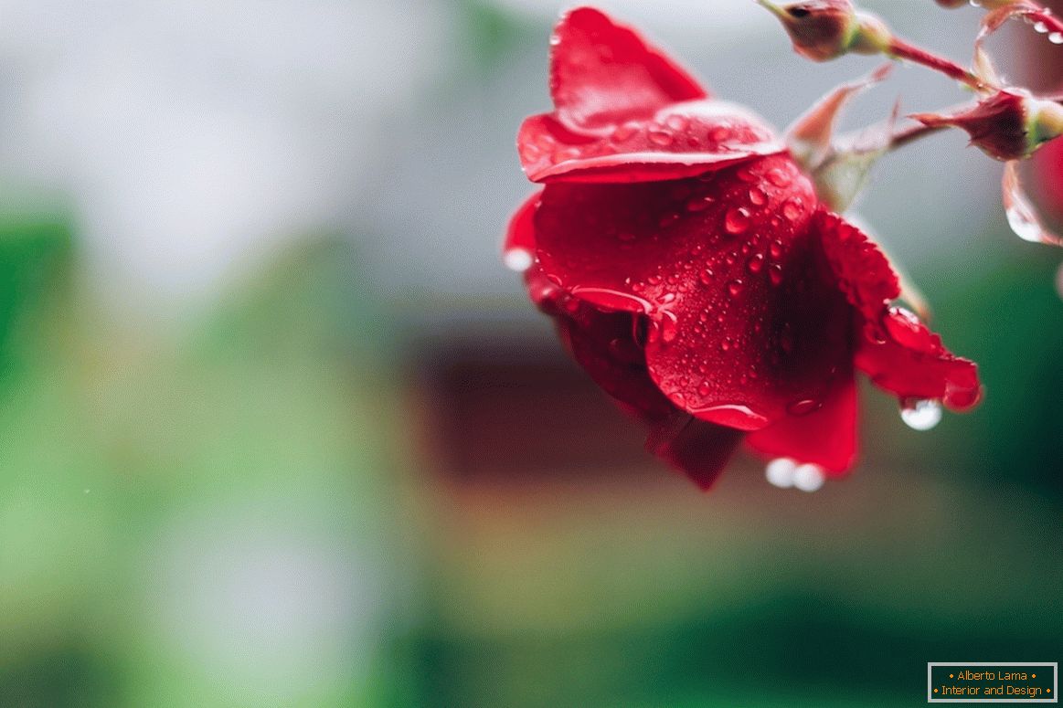 Роза після дощу