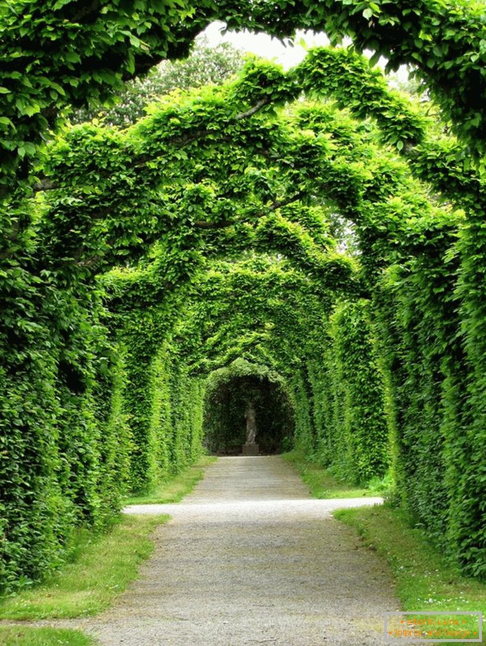 Трьохсот річна жива арка з самшиту резиденції клану Росс - замок Биррен, Ірландія. Це те, що не можна купити за гроші.