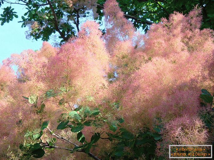 Дивно ніжно-рожеві волоті папрікового дерева (скумпія) вдало підходить для живоплоту.