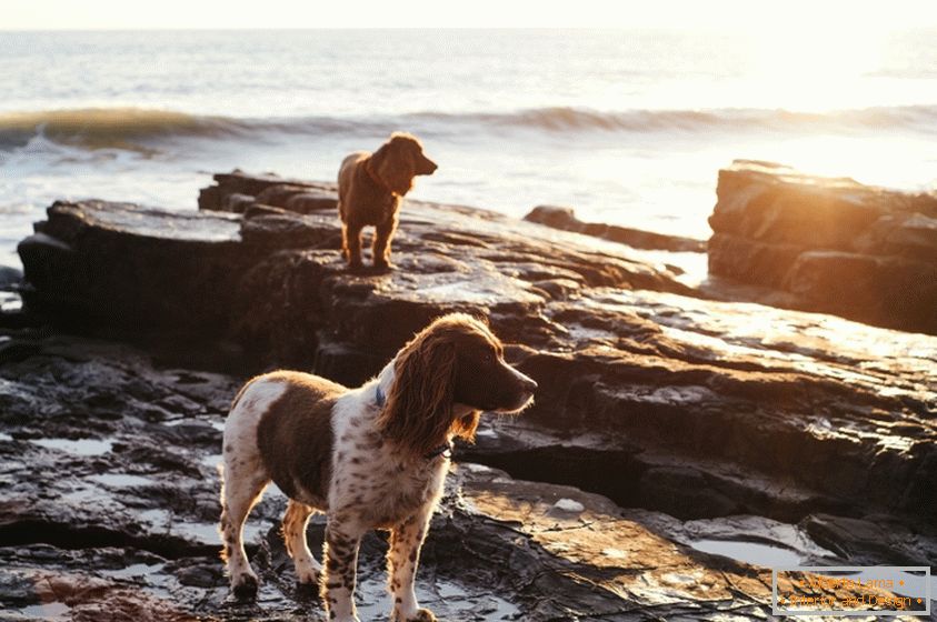 Собаки на побережье