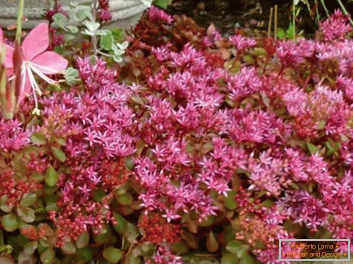 На садовій ділянці щільні, низькорослі кущі пурпурного очитка садівники використовують як природну невисоку огорожу для розмежування зон ділянки.