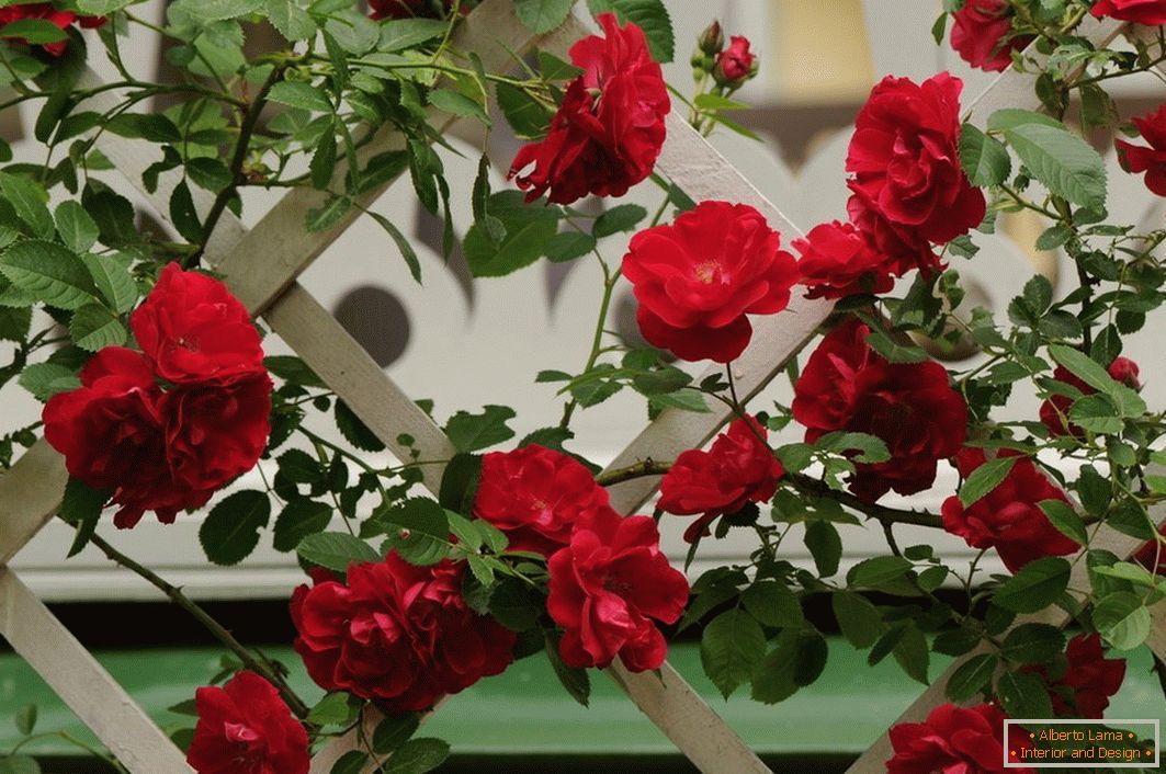 Плетистая роза на декоративном заборчике