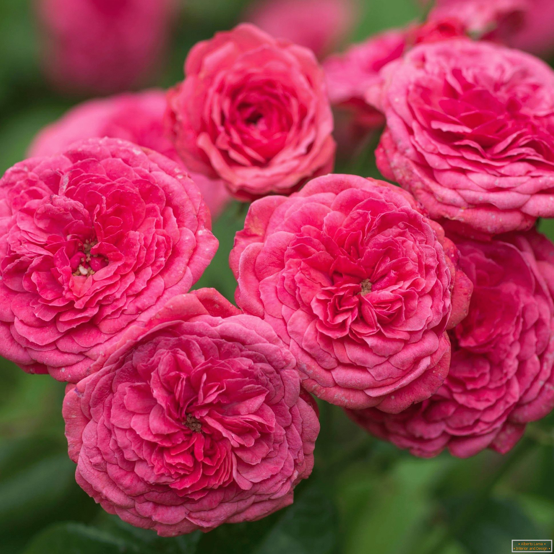 Яскраво-рожеві махрові троянди