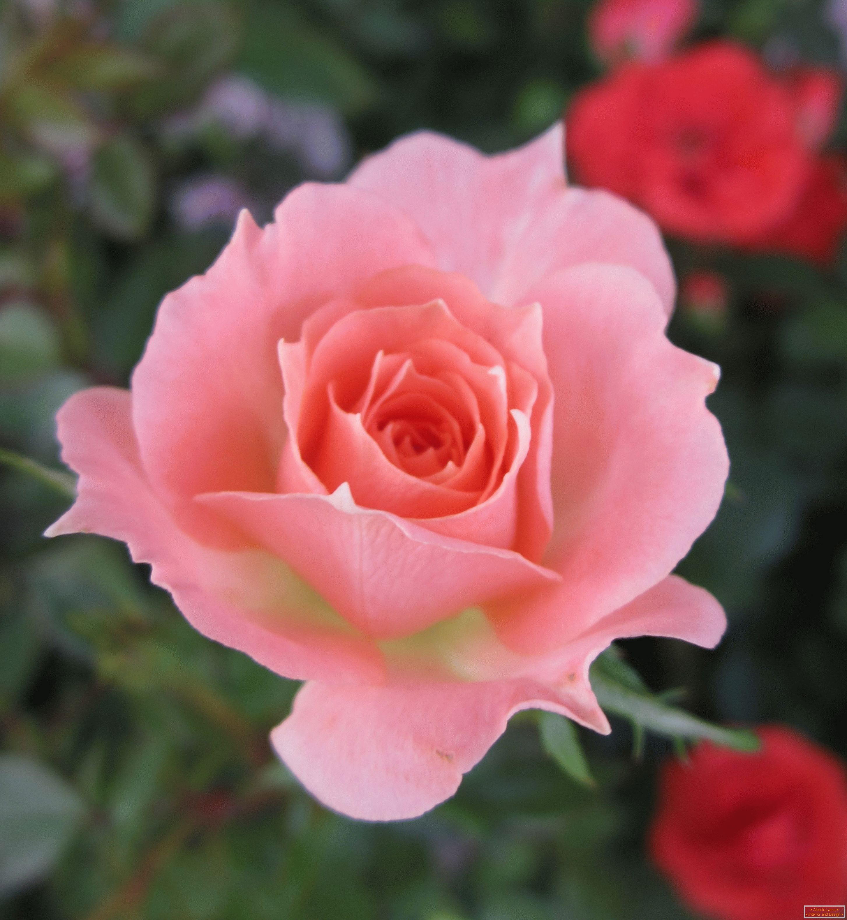 Роза рожевого відтінку в оточення червоних квітів
