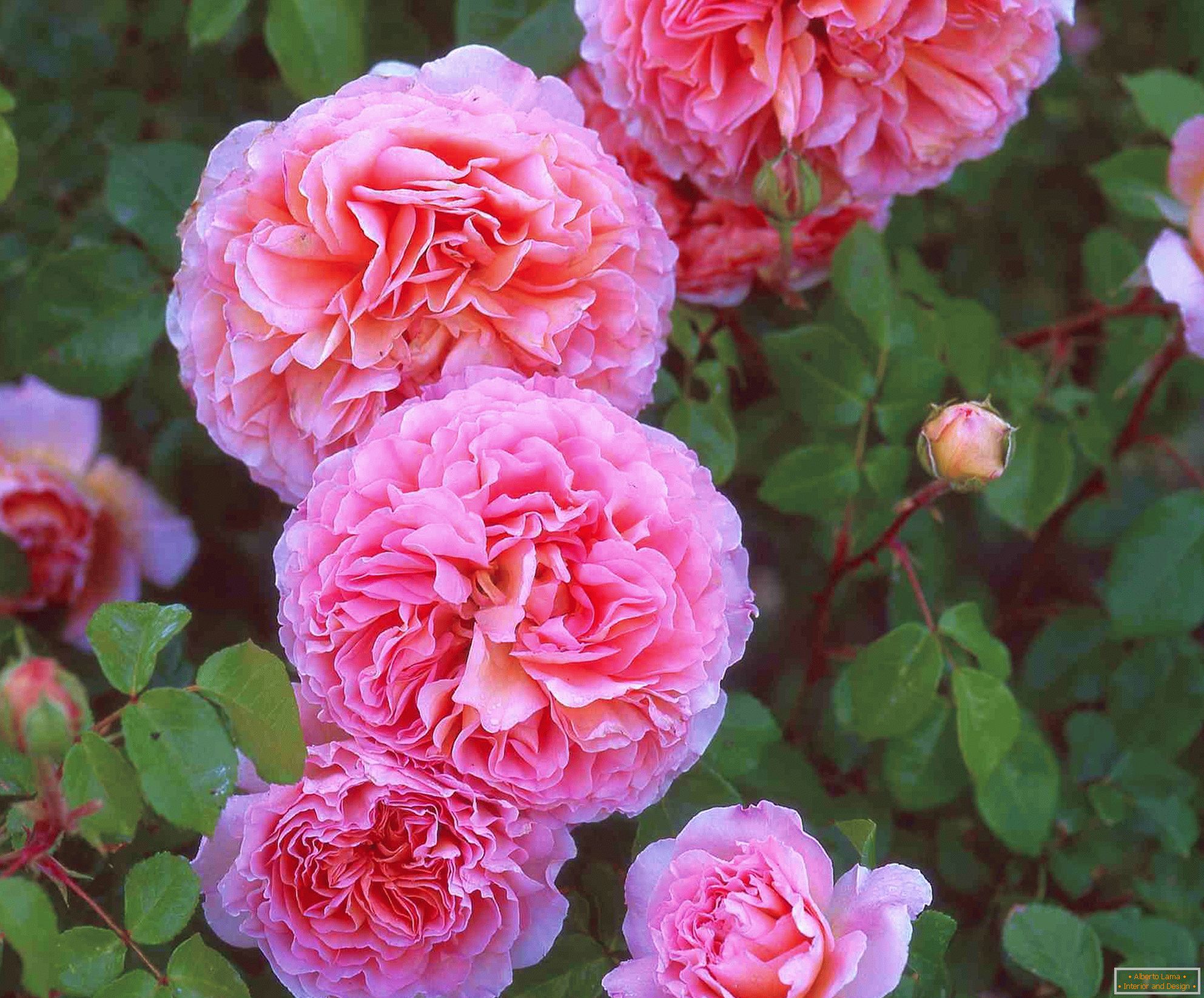 Махрові троянди рожевого кольору
