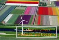 Тюльпаноманія або барвисті поля тюльпанів в Голландії