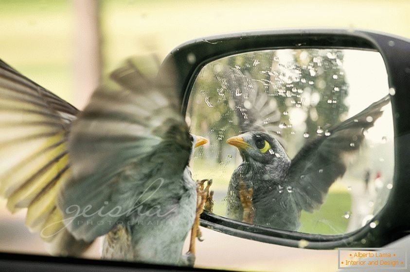 Птах виглядає в бічне дзеркало машини