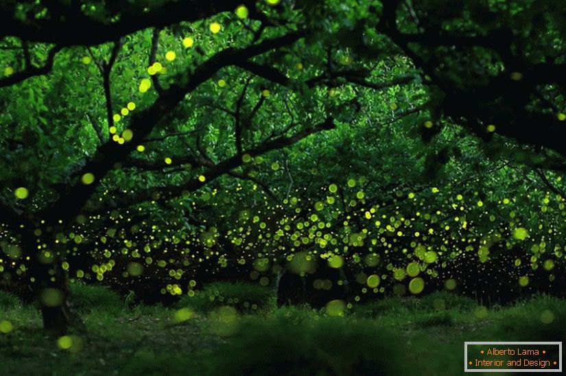 Чарівні фотографії світлячків в Нагої, Японія