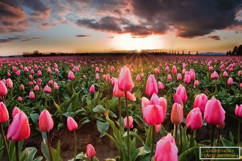 Весняні квіткові поля в Голландії