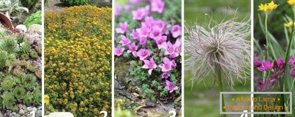 Кращі рослини для альпійської гірки - фото і назви