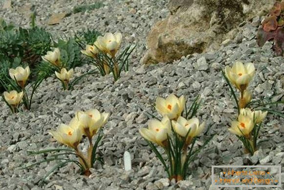 Камені і рослини для альпійської гірки - фото