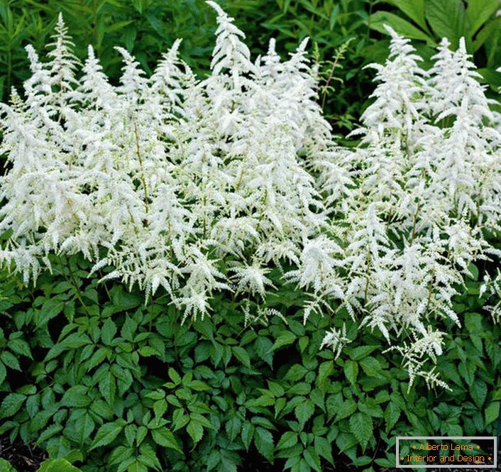 Астильба японська і китайська: сорти та особливості догляду