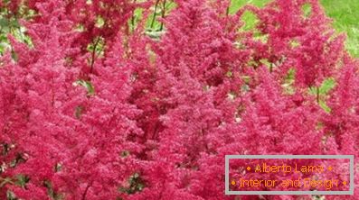 Астильба японська і китайська: сорти та особливості догляду