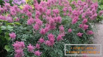 Астильба японська і китайська: сорти та особливості догляду