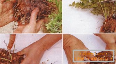 Астильба японська і китайська: сорти та особливості догляду