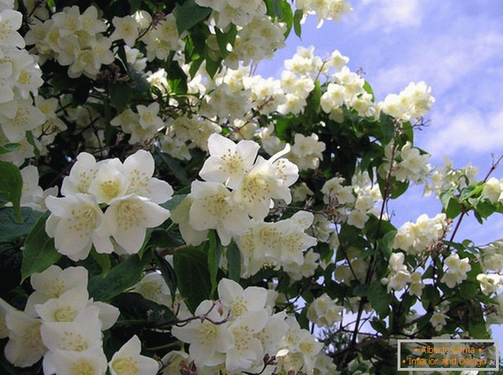 Жасмин - чагарник сімейства маслинових з білими зіркоподібними квітами. Батьківщиною жасмину вважаються Аравія і Східна Індія.