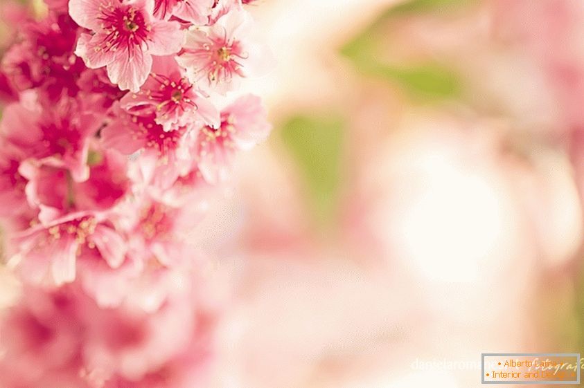 Барвисте фото рожевих квіток