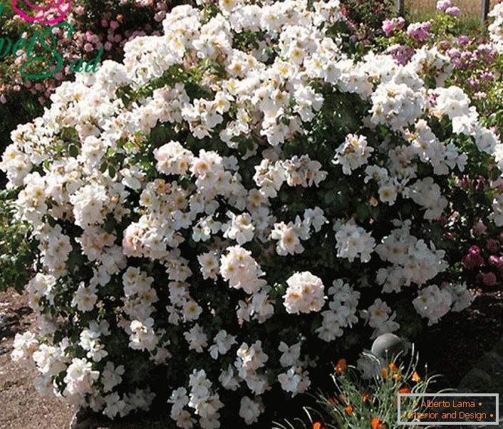 Запашний кущ білої троянди - сорт Саллі Холмс.