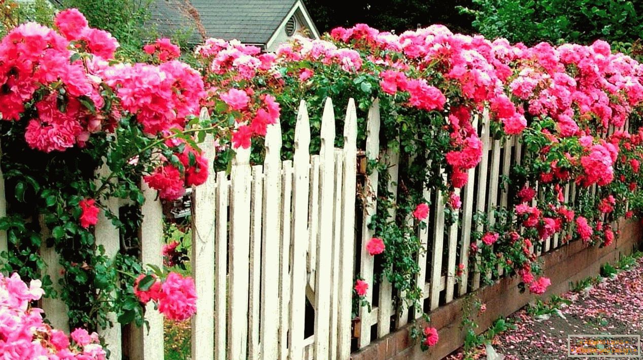 Білий дерев'яний паркан