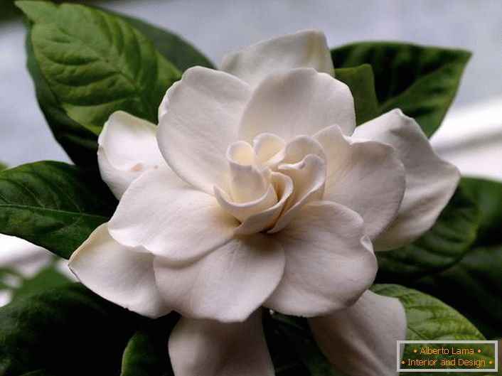 Оксамитові квіти гарденії жасміновідная володіють насиченим важким ароматом. На популярному курортному острові Балі ця рослина часто зустрічається уздовж берега і на схилах гір.