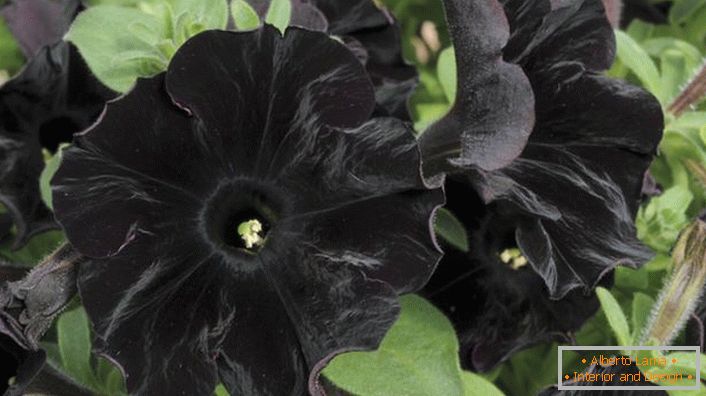 Петунія аристократ чорного кольору Black Velvet.