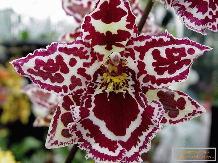 декоративна орхідея