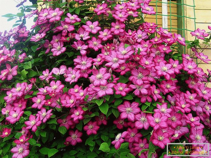 Клематиса яскраво-рожевого кольору прикрашає кут дачі. Улюблена квітка сучасних дачників. 