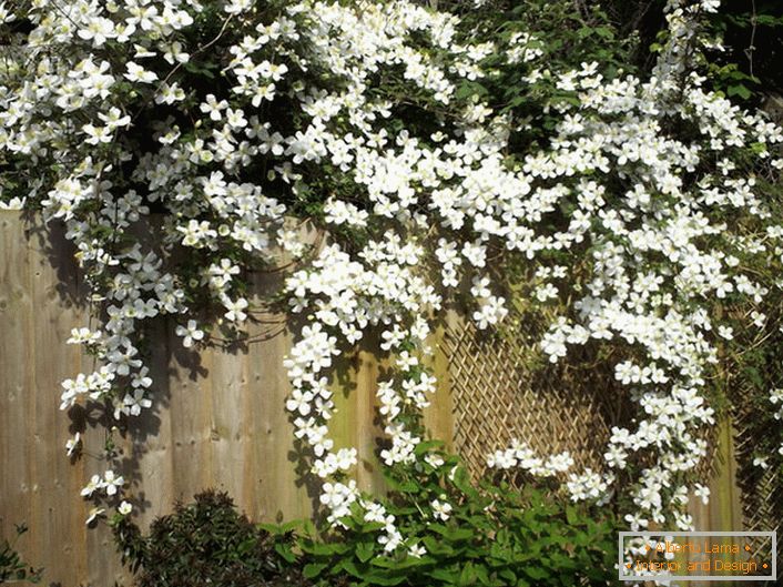 Квіти клематиси білого кольору на дачній паркані.