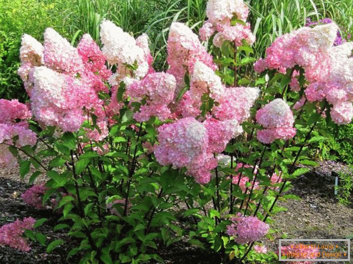 Дачники цінують гортензію за пишне цвітіння великими бутонами.