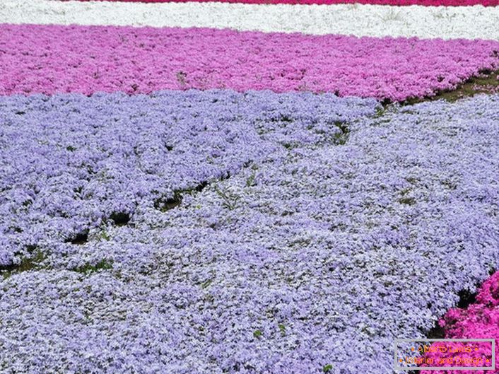 Популярним варіантом оформлення присадибної ділянки стають килими з флокси. Одночасно для складання композиції можуть бути використані суцвіття різних кольорів.