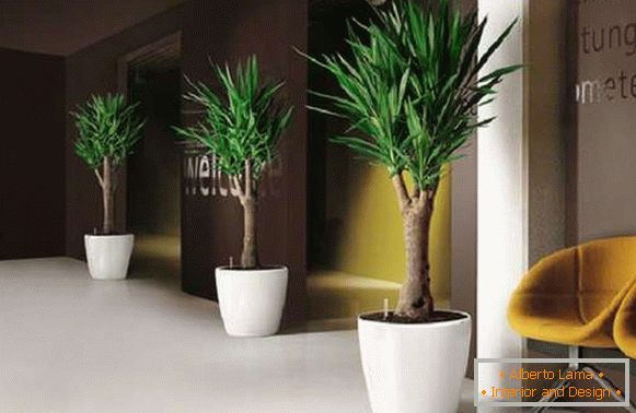кімнатні рослини в інтер'єрі квартири, фото 2