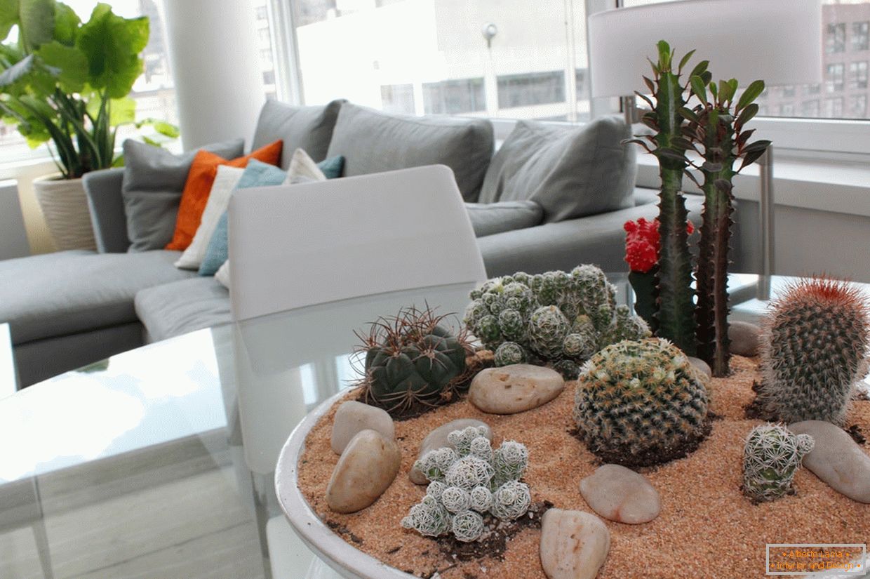 кактуси в интерьере квартиры
